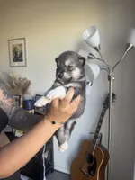 None, a female Alaskan Malamute and Alaskan Husky for sale in Rio Rancho, NM – 3 of 8