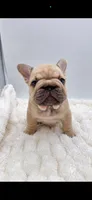 Pork Chop, a male French Bulldog for sale in Germantown, MD – 4 of 10