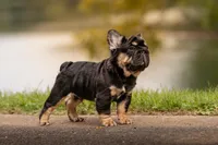 T Bone, a male French Bulldog for sale in Germantown, MD – 2 of 10