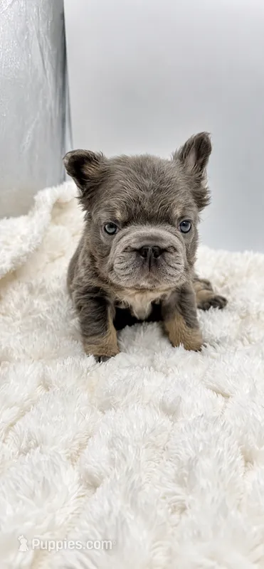 Short Rib – French Bulldog puppy for sale in Germantown, MD
