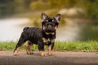 T Bone, a male French Bulldog for sale in Germantown, MD – 4 of 10
