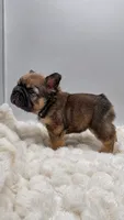 Tomahawk , a male French Bulldog for sale in Germantown, MD – 4 of 10