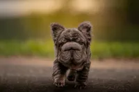 Short Rib, a male French Bulldog for sale in Germantown, MD – 2 of 9