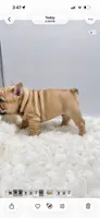 Pork Chop, a male French Bulldog for sale in Germantown, MD – 3 of 10
