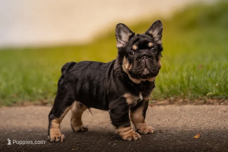 T Bone – French Bulldog puppy for sale in Germantown, MD