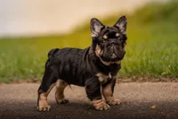 T Bone, a male French Bulldog for sale in Germantown, MD – 1 of 10