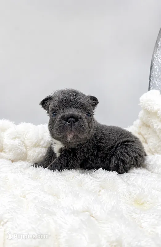 Short Rib – French Bulldog puppy for sale in Germantown, MD