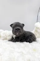 Short Rib, a male French Bulldog for sale in Germantown, MD – 3 of 6