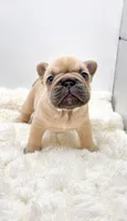 Pork Chop, a male French Bulldog for sale in Germantown, MD – 1 of 3