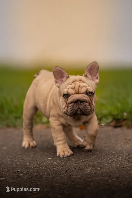 Pork Chop – French Bulldog puppy for sale in Germantown, MD
