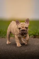 Pork Chop, a male French Bulldog for sale in Germantown, MD – 1 of 9