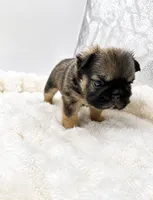 Tomahawk , a male French Bulldog for sale in Germantown, MD – 10 of 10