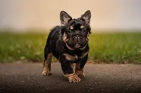 T Bone, a male French Bulldog for sale in Germantown, MD – 5 of 10
