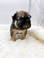 Tomahawk , a male French Bulldog for sale in Germantown, MD – 8 of 10