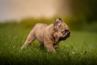 Tomahawk , a male French Bulldog for sale in Germantown, MD – 3 of 10