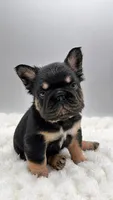 T Bone, a male French Bulldog for sale in Germantown, MD – 3 of 10