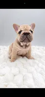 Pork Chop, a male French Bulldog for sale in Germantown, MD – 5 of 10