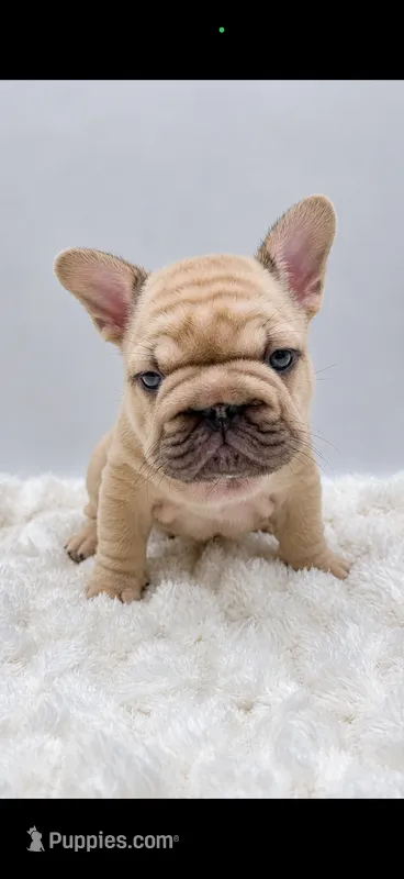 Pork Chop – French Bulldog puppy for sale in Germantown, MD