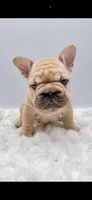 Pork Chop, a male French Bulldog for sale in Germantown, MD – 2 of 10