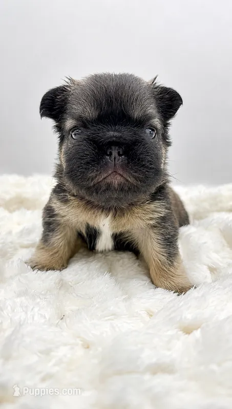 Tomahawk  – French Bulldog puppy for sale in Germantown, MD