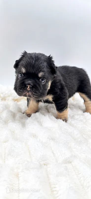 T Bone – French Bulldog puppy for sale in Germantown, MD