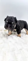 T Bone, a male French Bulldog for sale in Germantown, MD – 7 of 10
