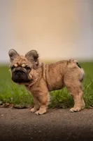 Tomahawk , a male French Bulldog for sale in Germantown, MD – 4 of 10