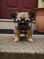 Tomahawk , a male French Bulldog for sale in Germantown, MD – 1 of 10