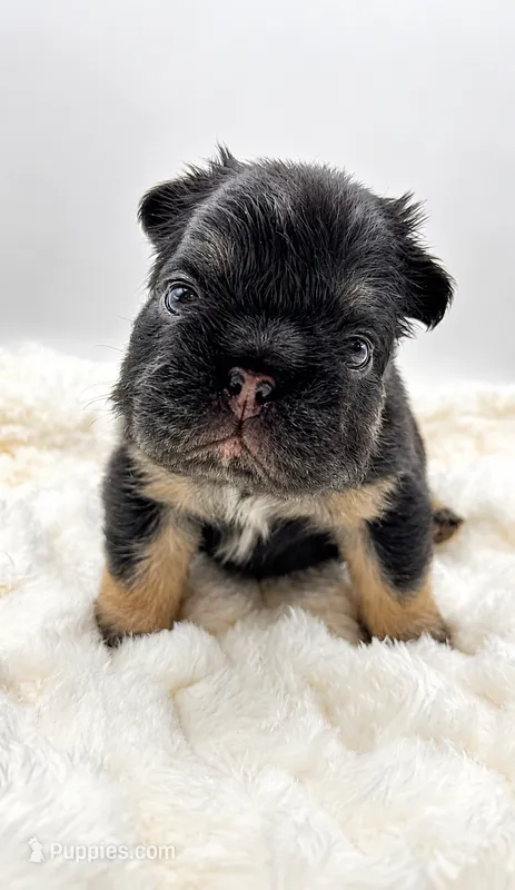T Bone – French Bulldog puppy for sale in Germantown, MD