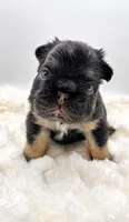 T Bone, a male French Bulldog for sale in Germantown, MD – 1 of 3