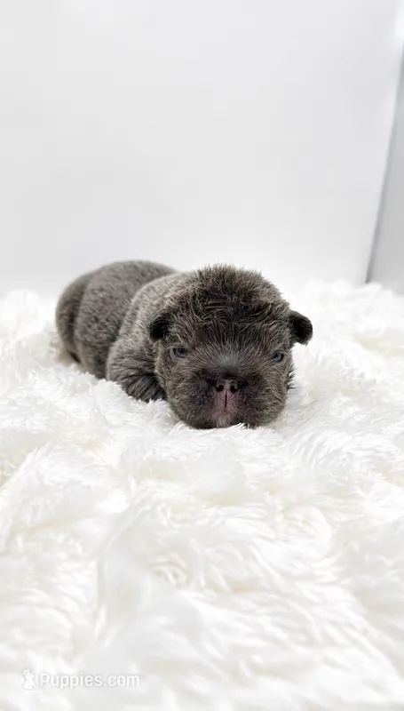 Short Rib – French Bulldog puppy for sale in Germantown, MD