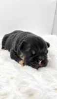 T Bone, a male French Bulldog for sale in Germantown, MD – 2 of 3