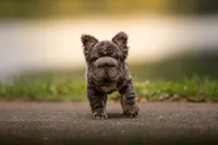 Short Rib, a male French Bulldog for sale in Germantown, MD – 3 of 9