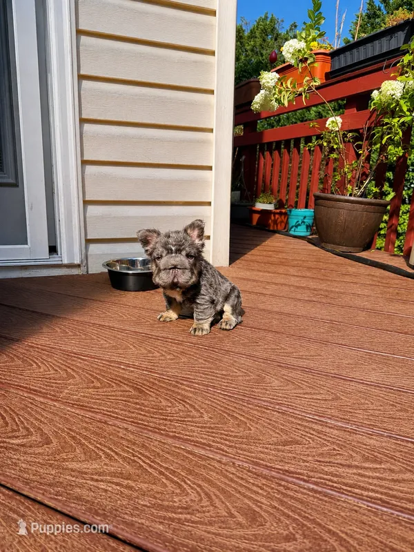 Short Rib – French Bulldog puppy for sale in Germantown, MD