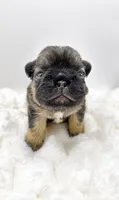 Tomahawk , a male French Bulldog for sale in Germantown, MD – 3 of 3