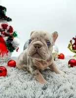 Bank Roll, a male French Bulldog for sale in Germantown, MD – Photo 2 of 4