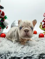 Bank Roll, a male French Bulldog for sale in Germantown, MD – Photo 3 of 4