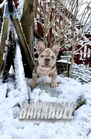 Bank Roll, a male French Bulldog for sale in Germantown, MD – Photo 1 of 4