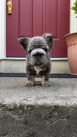 Short Rib, a male French Bulldog for sale in Germantown, MD – 1 of 6