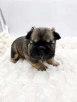 Tomahawk , a male French Bulldog for sale in Germantown, MD – 9 of 10