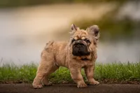 Tomahawk , a male French Bulldog for sale in Germantown, MD – 5 of 10