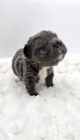 Short Rib, a male French Bulldog for sale in Germantown, MD – 6 of 6