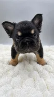 T Bone, a male French Bulldog for sale in Germantown, MD – 5 of 10