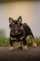 T Bone, a male French Bulldog for sale in Germantown, MD – 3 of 10