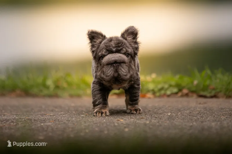 Short Rib – French Bulldog puppy for sale in Germantown, MD