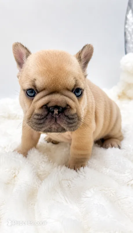 Pork Chop – French Bulldog puppy for sale in Germantown, MD