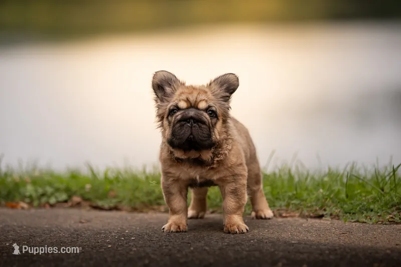 Tomahawk  – French Bulldog puppy for sale in Germantown, MD