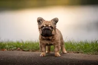 Tomahawk , a male French Bulldog for sale in Germantown, MD – 1 of 10