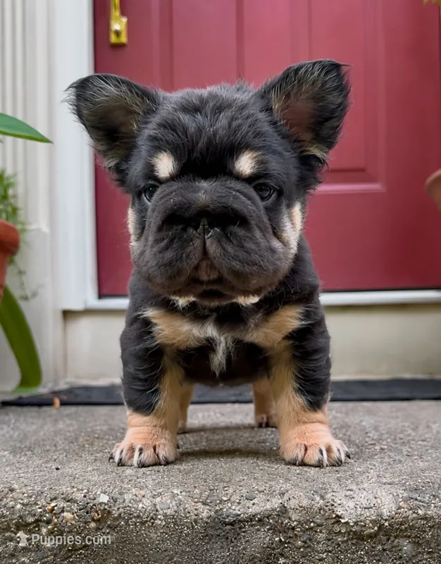 T Bone – French Bulldog puppy for sale in Germantown, MD