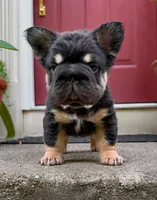 T Bone, a male French Bulldog for sale in Germantown, MD – 1 of 10